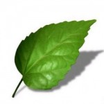 Green_Leaf-300X250